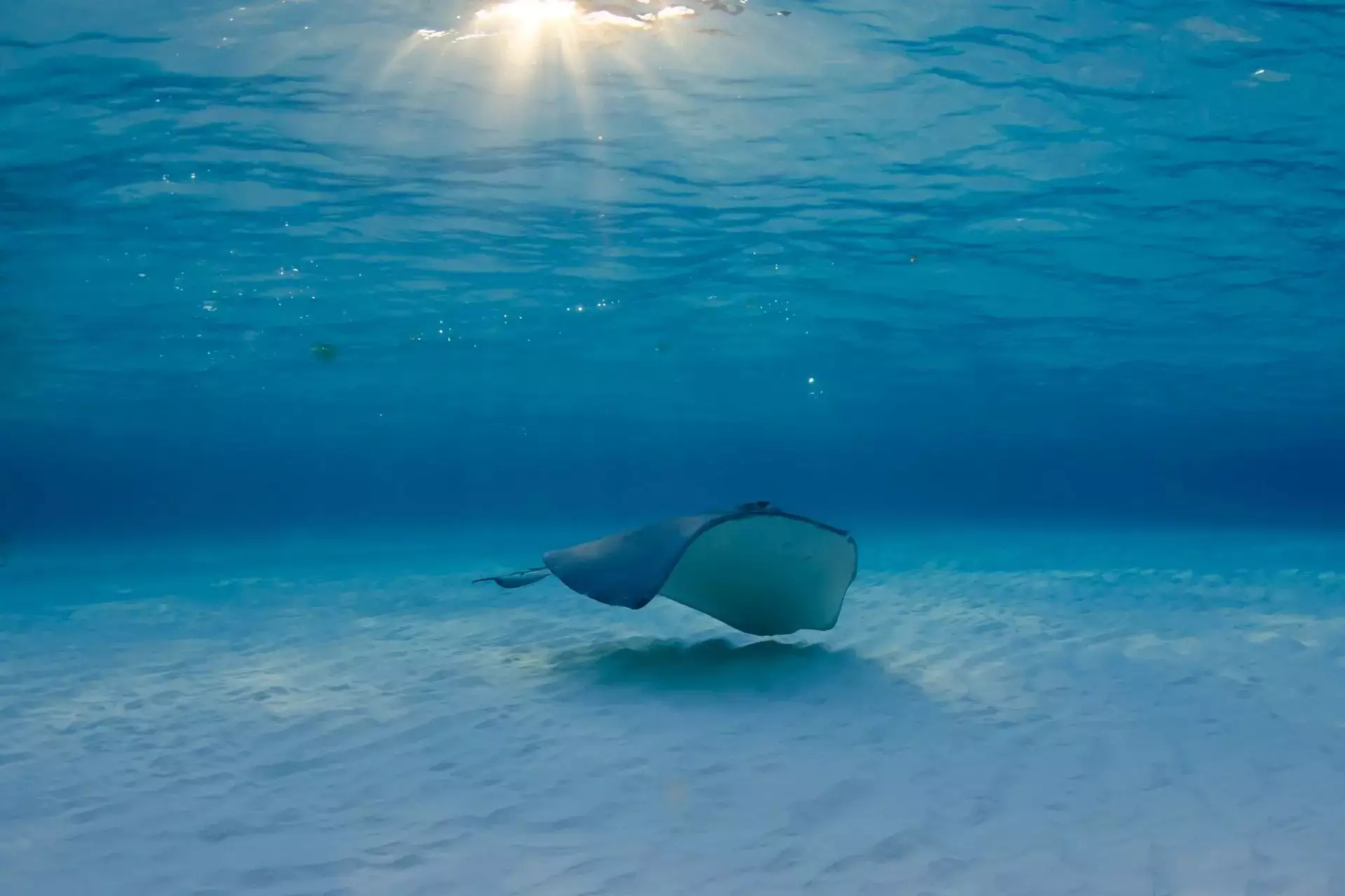 Vida Cayman Islands