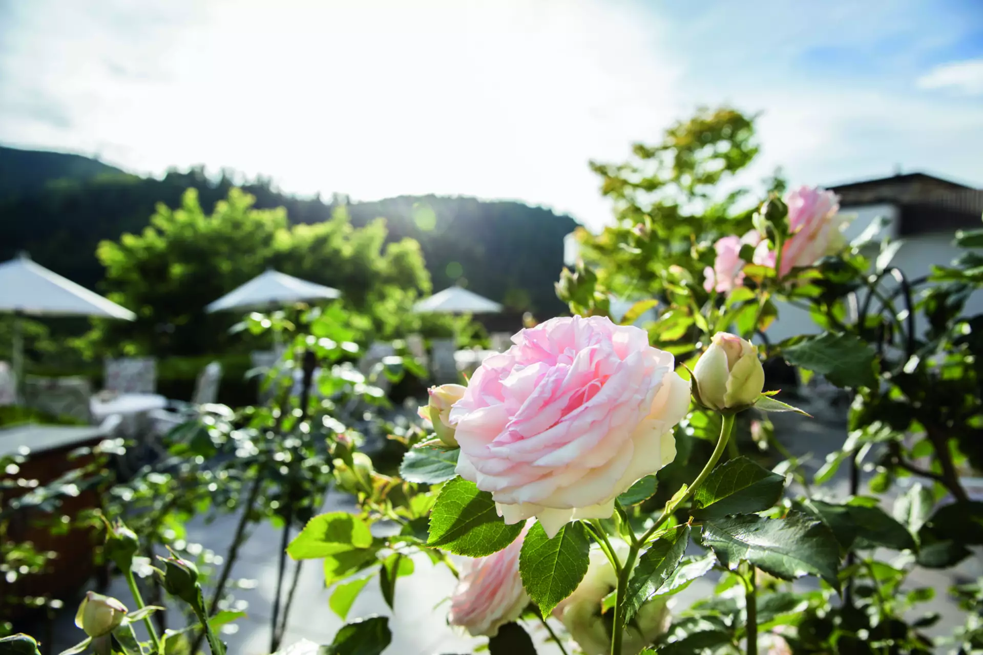 Traube Tonbach