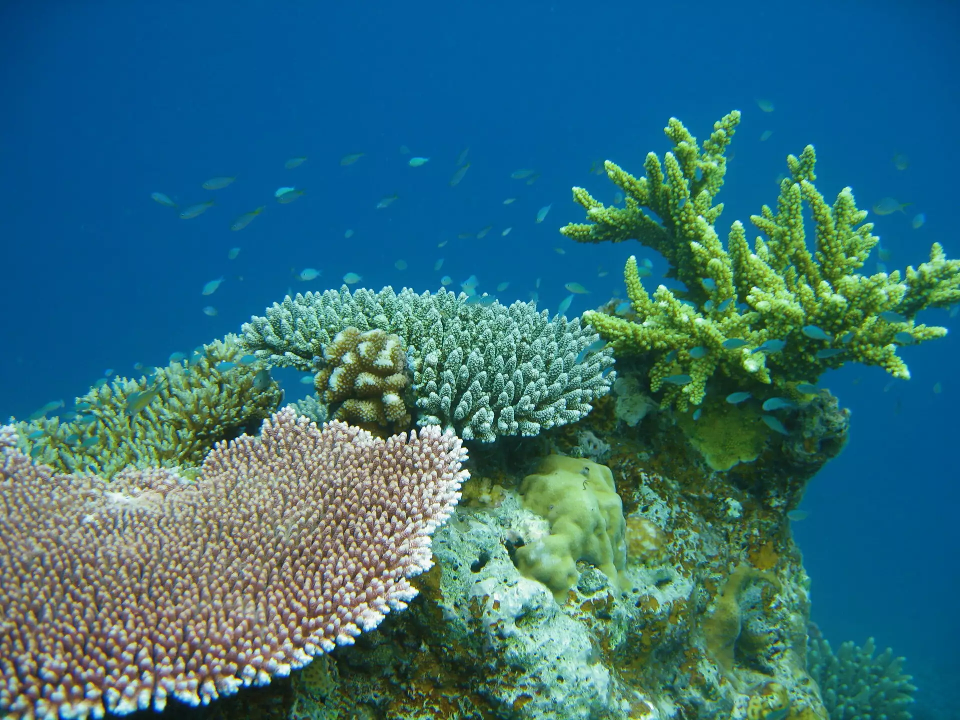 Bawah Reserve