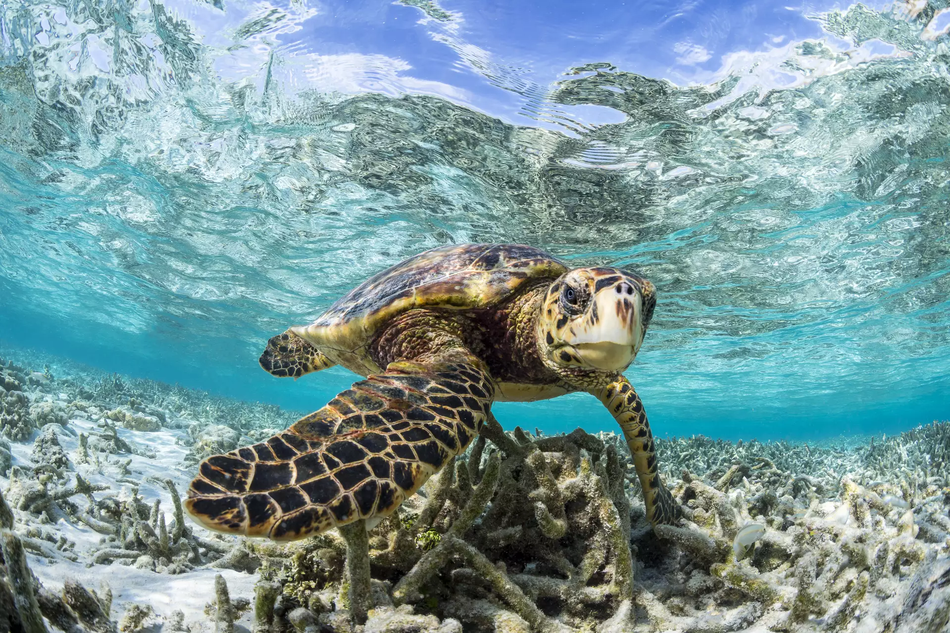 COMO Maalifushi