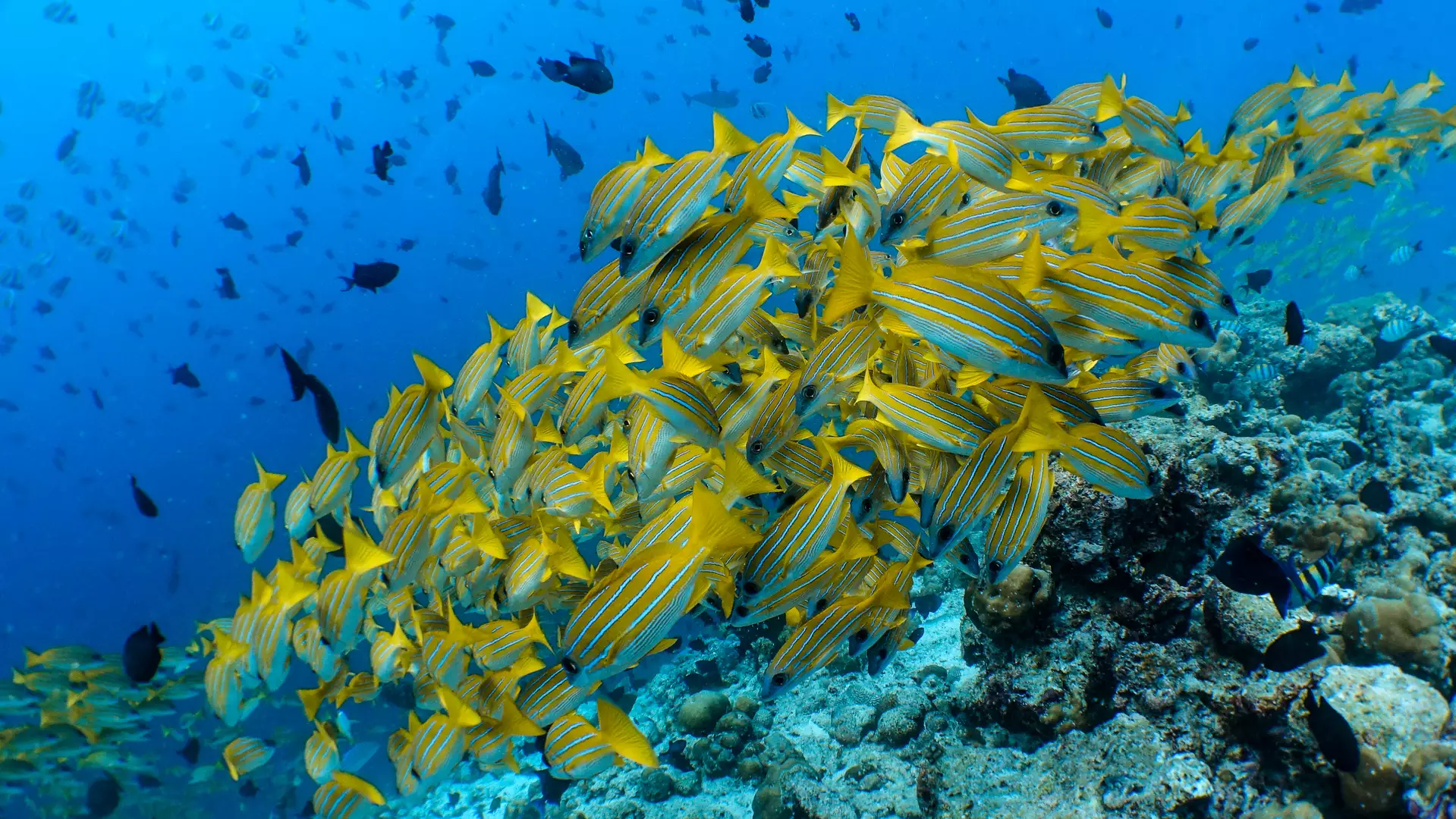Amilla, Maldives