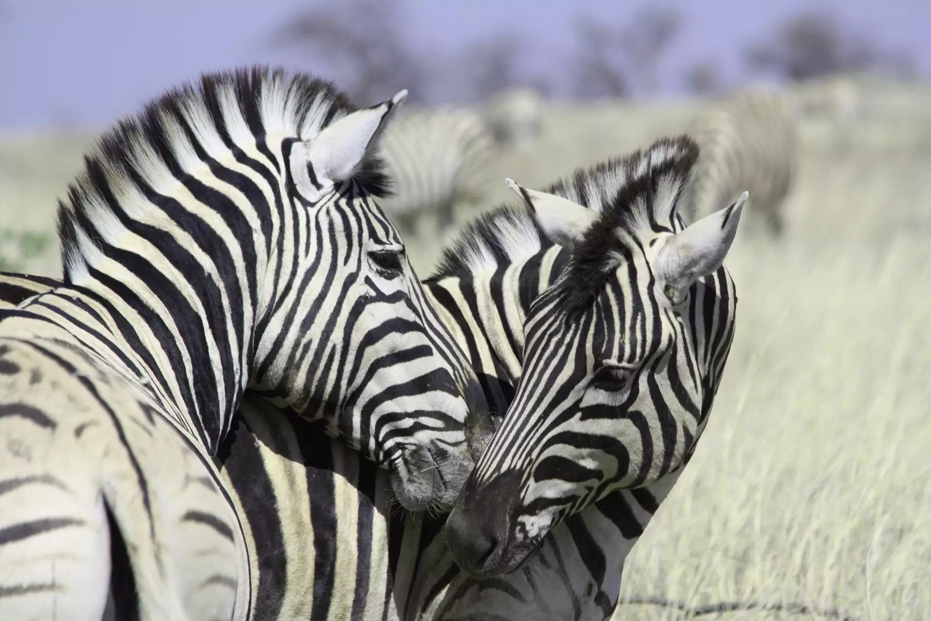 Leben in Afrika - Eine Rundreise durch Namibia