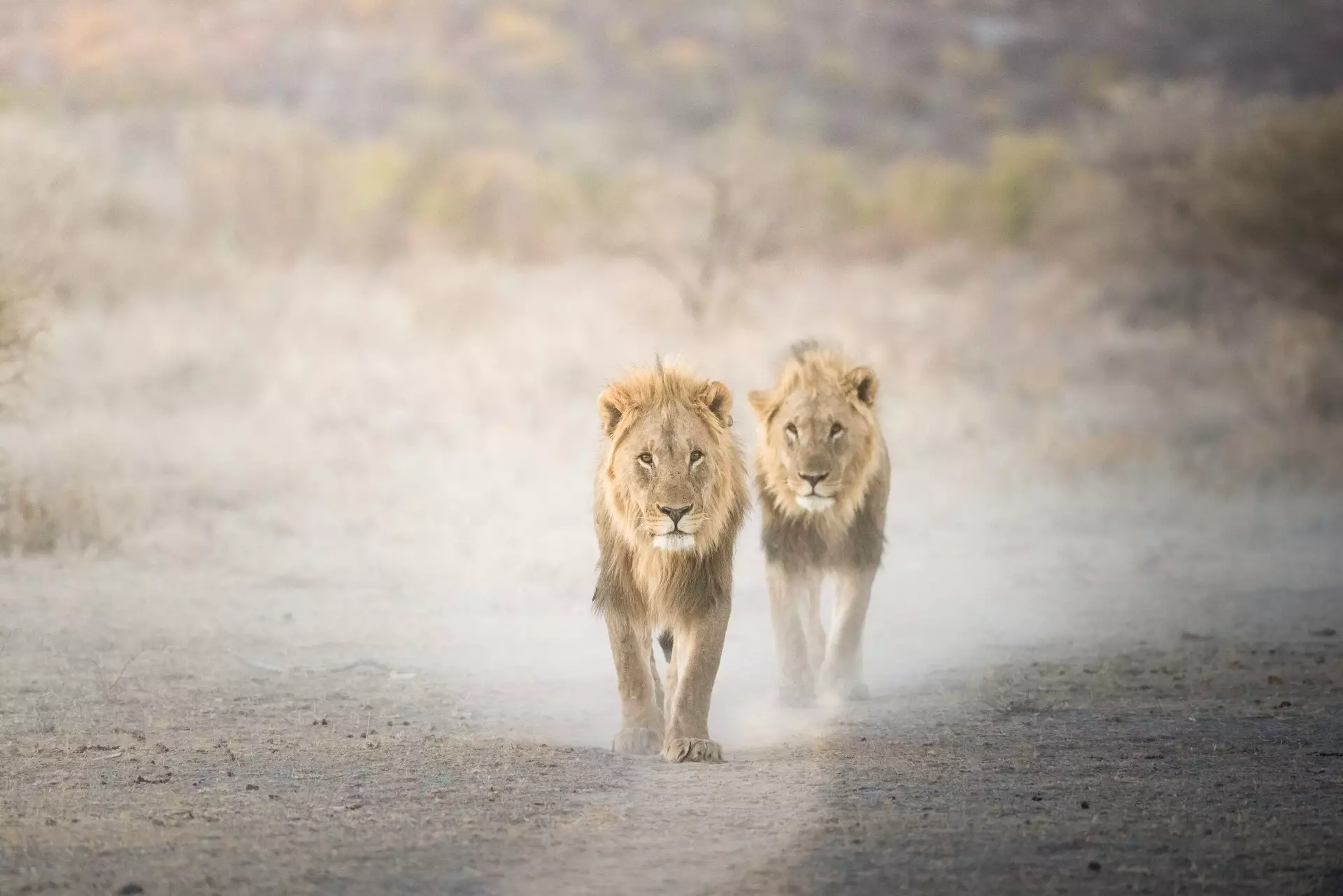 Leben in Afrika - Eine Rundreise durch Namibia