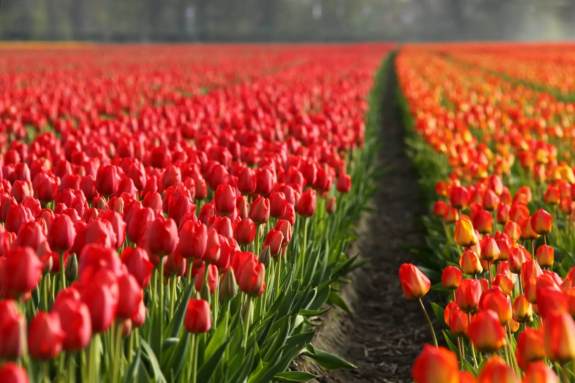 Accommodations & Travel Holland